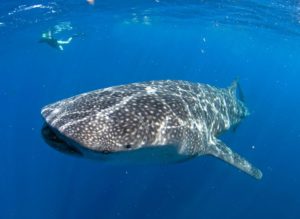 get your whale shark tour
