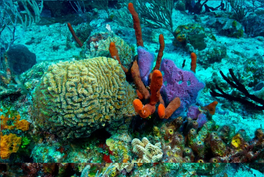 Caribbean Coral Reef