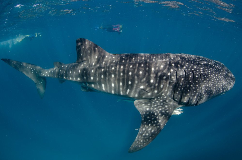 get your whale shark tour