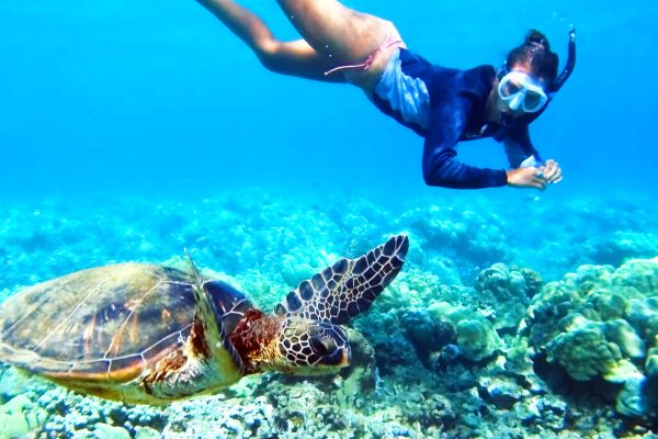 Tulum & Turtle Adventure