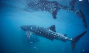 Whale Sharks