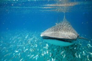 Whale Sharks