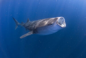 Whale Sharks