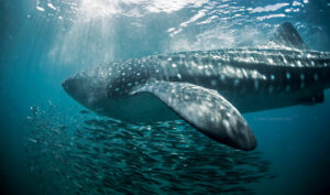Whale Sharks