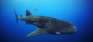 Whale Sharks