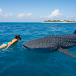 whale shark tour Cancun snorkelers swimming near a whale shark north of Isla Mujeres