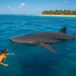 Travelers on a whale shark tour Cancun adventure snorkeling near a whale shark north of Isla Mujeres